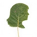 Jenny Lee Fowler Leaf Silhouette Portraits